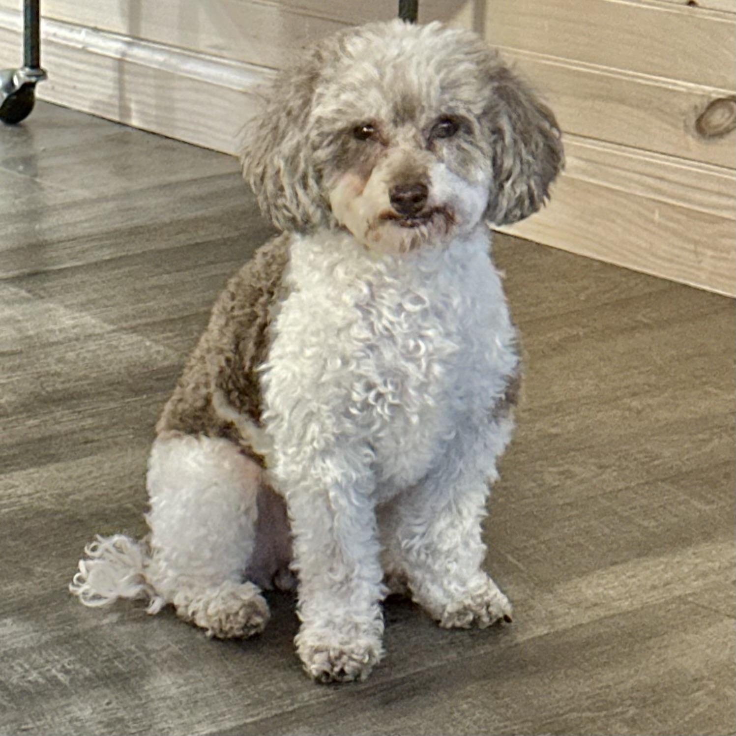 Tiffany, ADOPTABLE, Young Female Poodle (Toy).