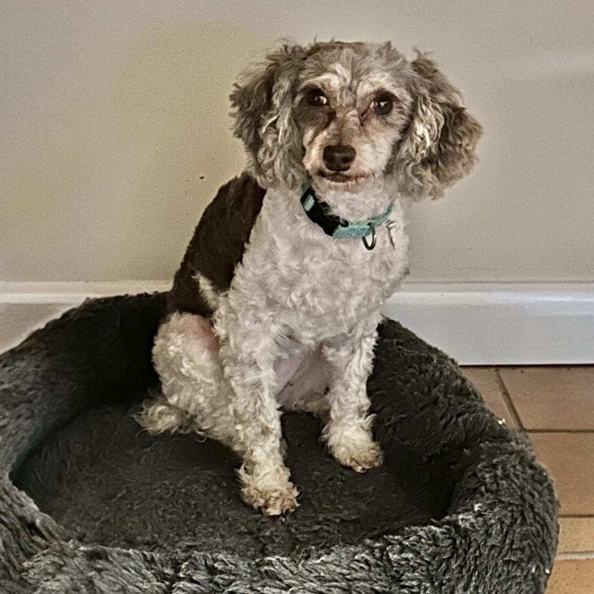 Tiffany, a ADOPTABLE Poodle (Toy) in Hillsborough, NJ image 2/5
