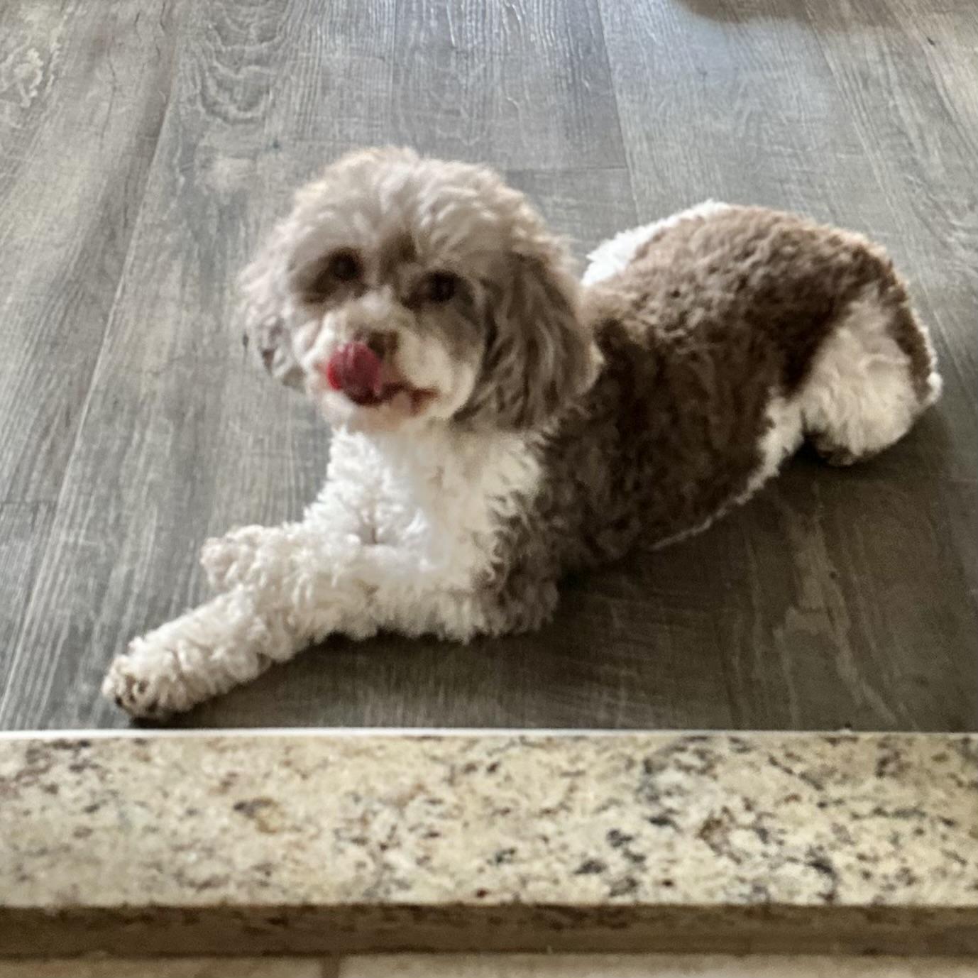 Tiffany, a ADOPTABLE Poodle (Toy) in Hillsborough, NJ image 4/5