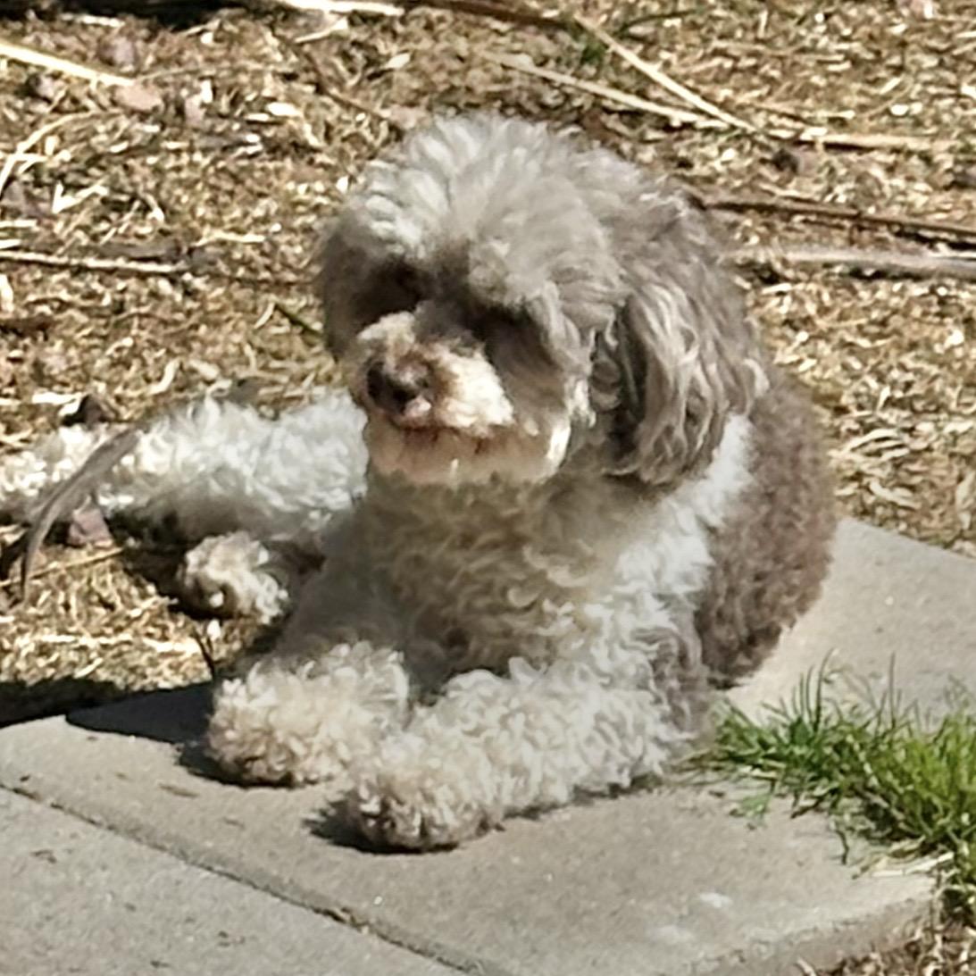 Tiffany, a ADOPTABLE Poodle (Toy) in Hillsborough, NJ image 5/5