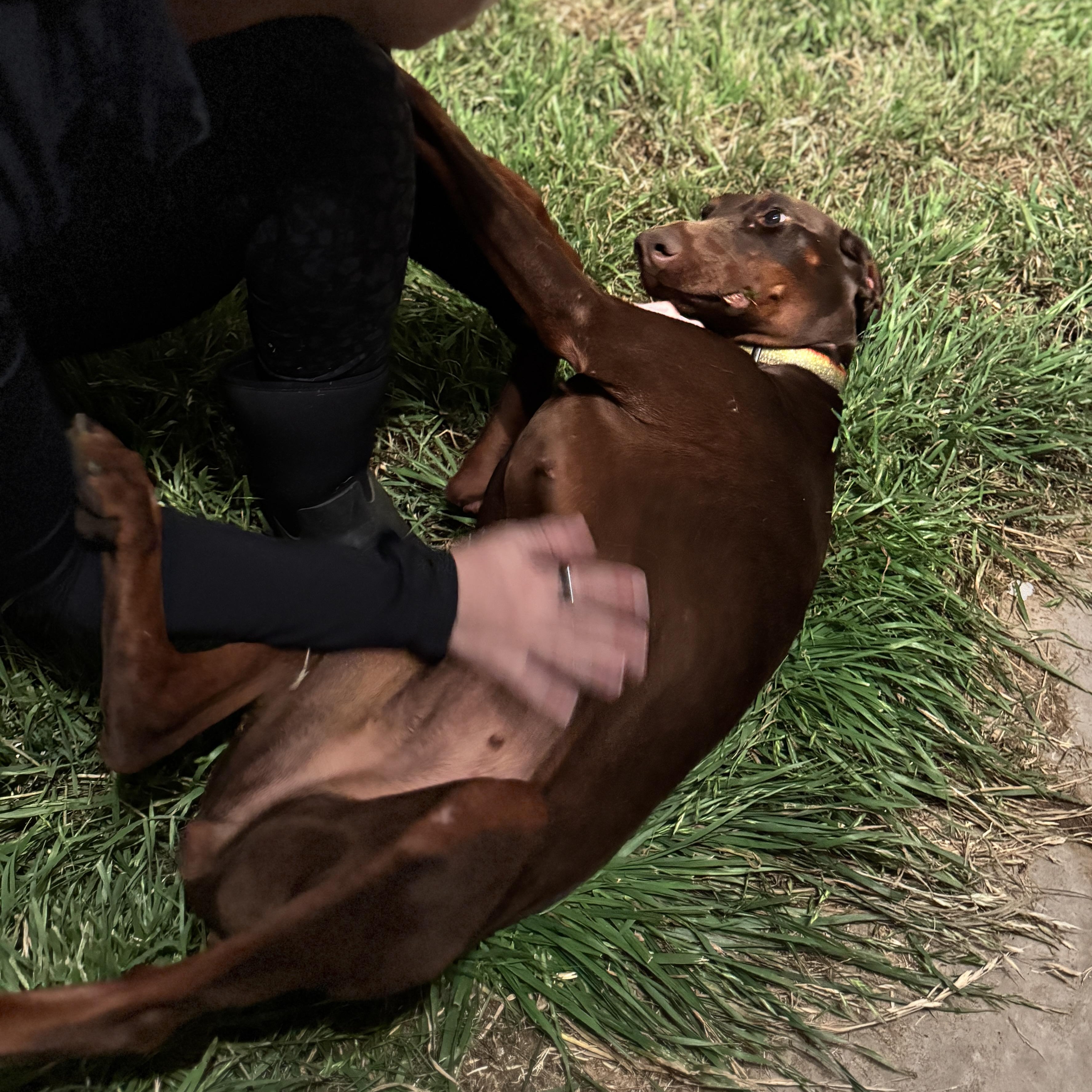 Enlarge Nuba, a ADOPTABLE Doberman Pinscher in San Diego, CA image 3/3