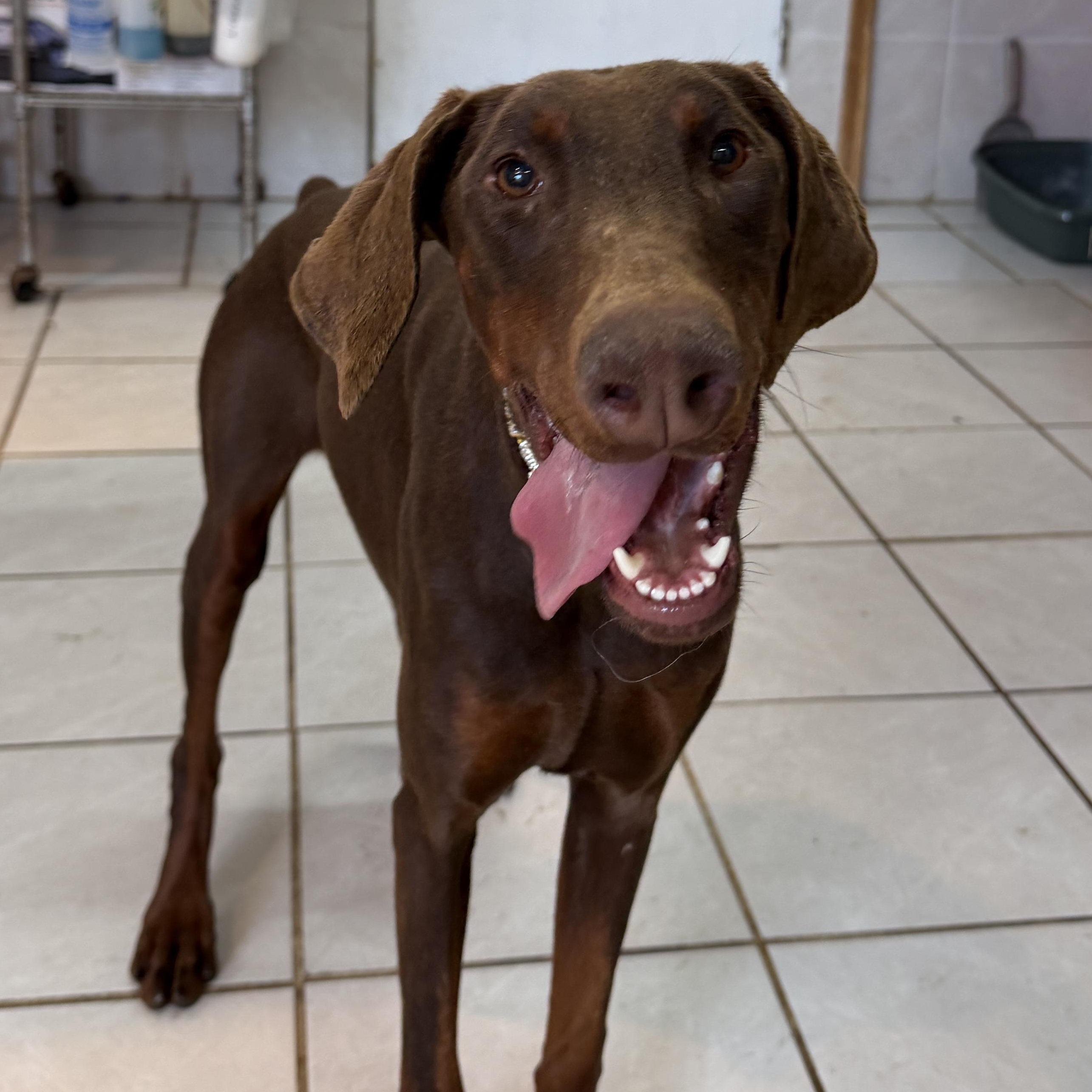 Nuba, ADOPTABLE, Young Female Doberman Pinscher.