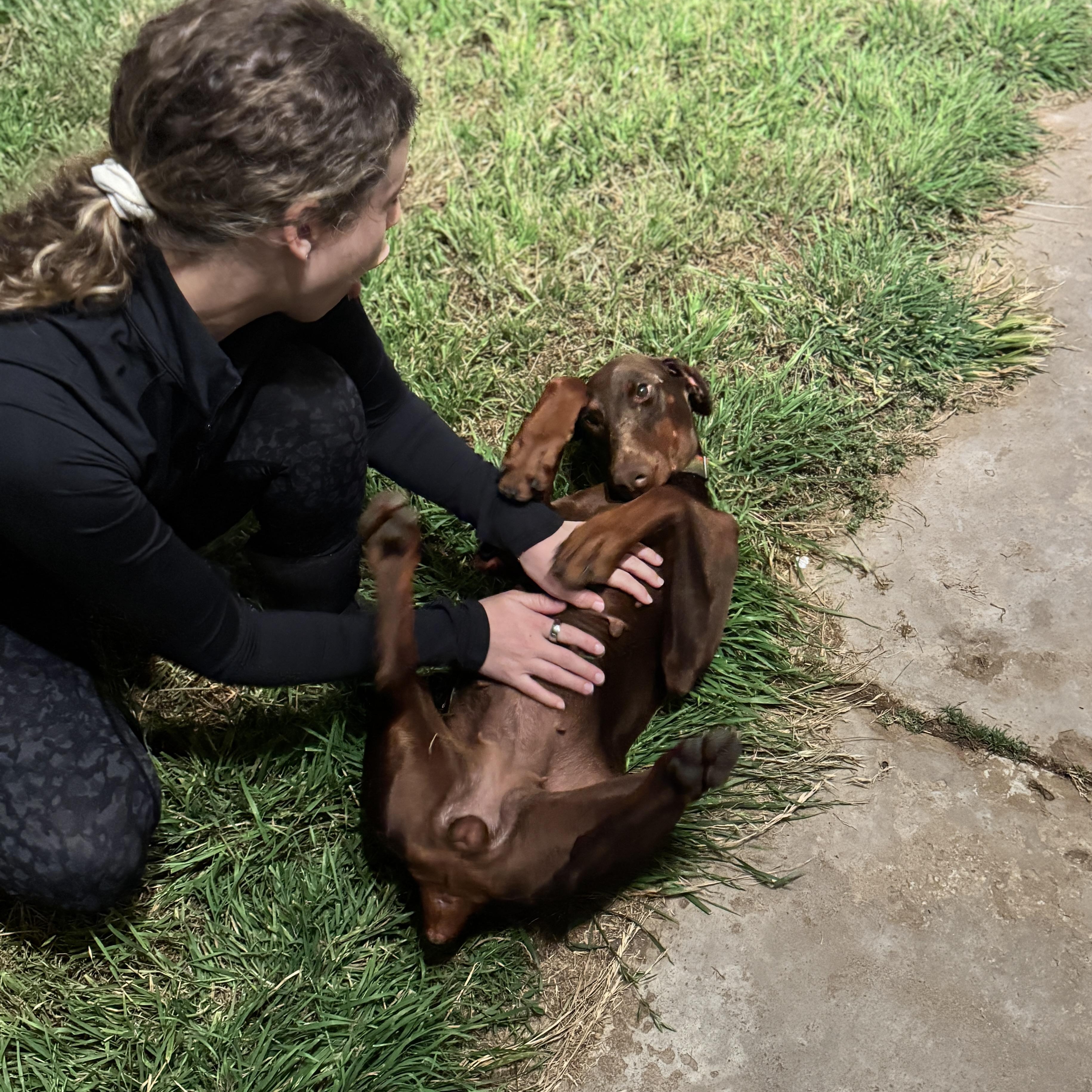 Enlarge Nuba, a ADOPTABLE Doberman Pinscher in San Diego, CA image 2/3
