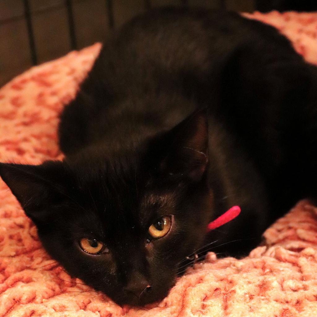 Enlarge Squid, a Adoptable Domestic Short Hair in Howard beach, NY image 1/2