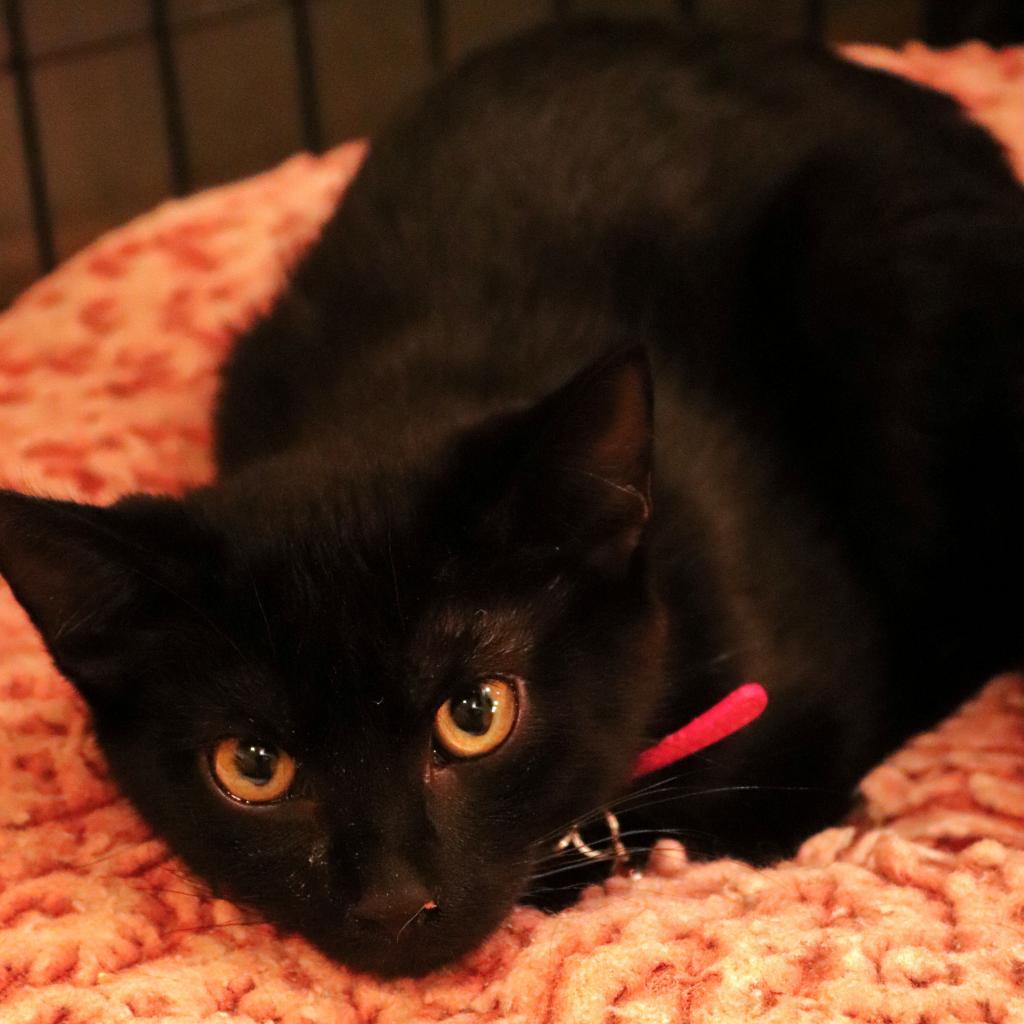 Enlarge Squid, a Adoptable Domestic Short Hair in Howard beach, NY image 2/2