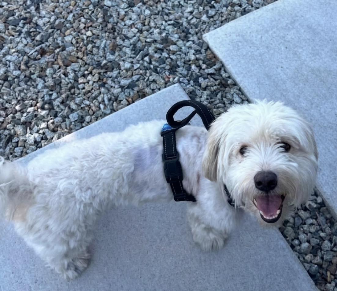 Enlarge Falkor, an adopted mixed breed in Upland, CA image 2/5