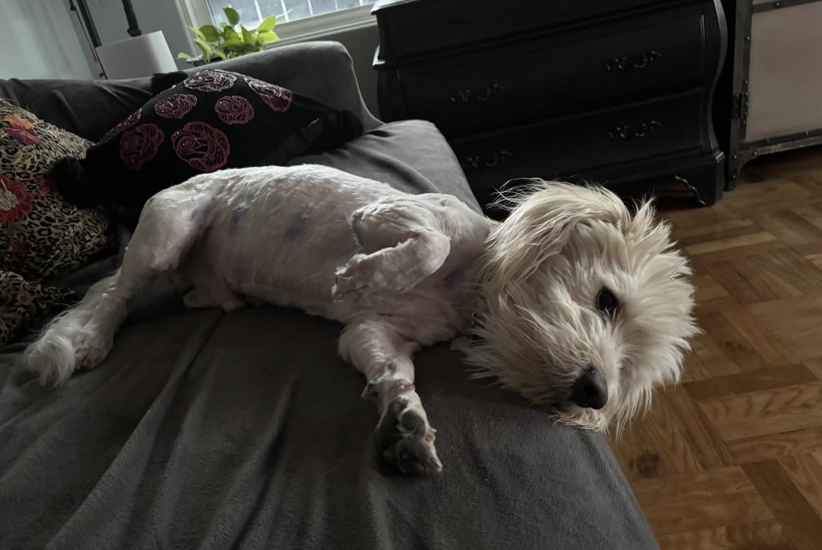 Enlarge Falkor, an adopted mixed breed in Upland, CA image 5/5