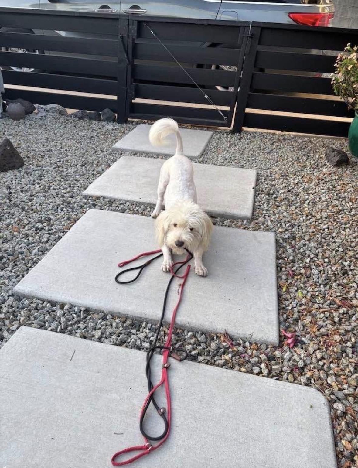 Enlarge Falkor, an adopted mixed breed in Upland, CA image 3/5