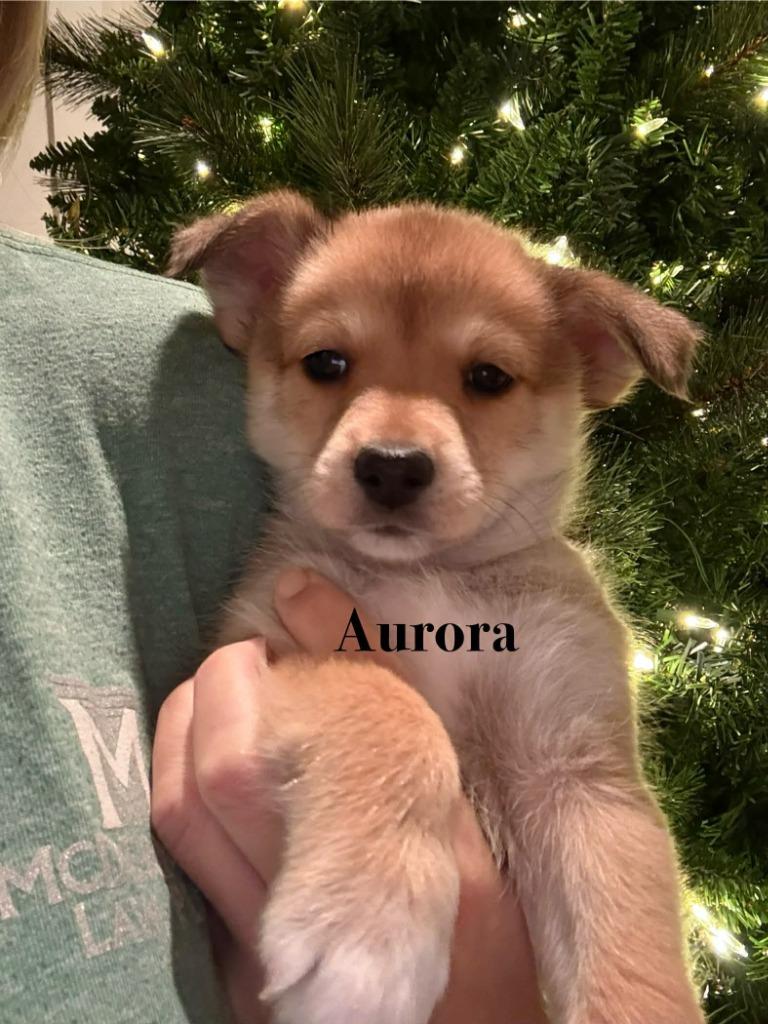 Enlarge Aurora, a Adoptable mixed breed in Waxhaw, NC image 2/2
