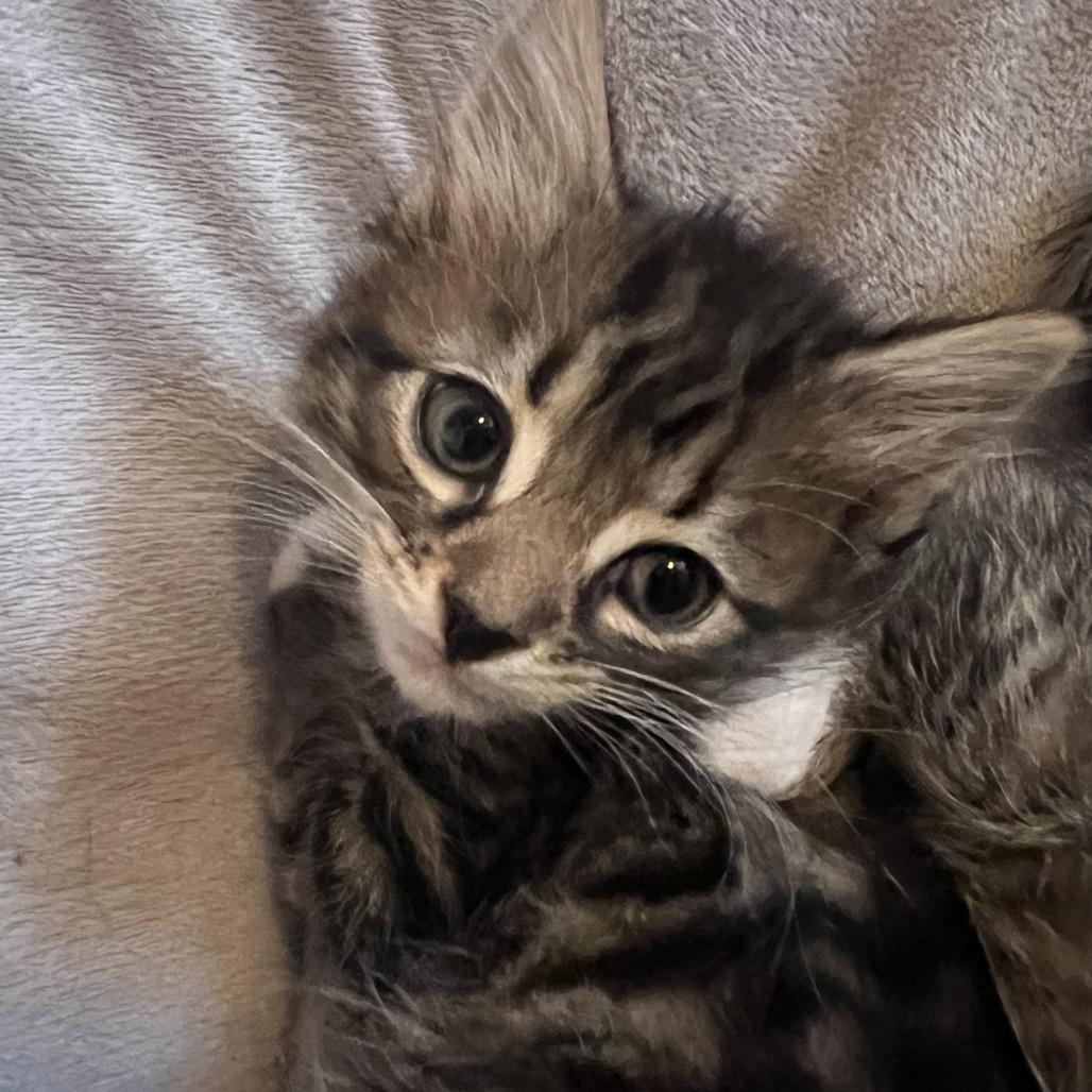Enlarge Pineapple, a Adoptable Domestic Medium Hair in Ruckersville, VA image 1/1