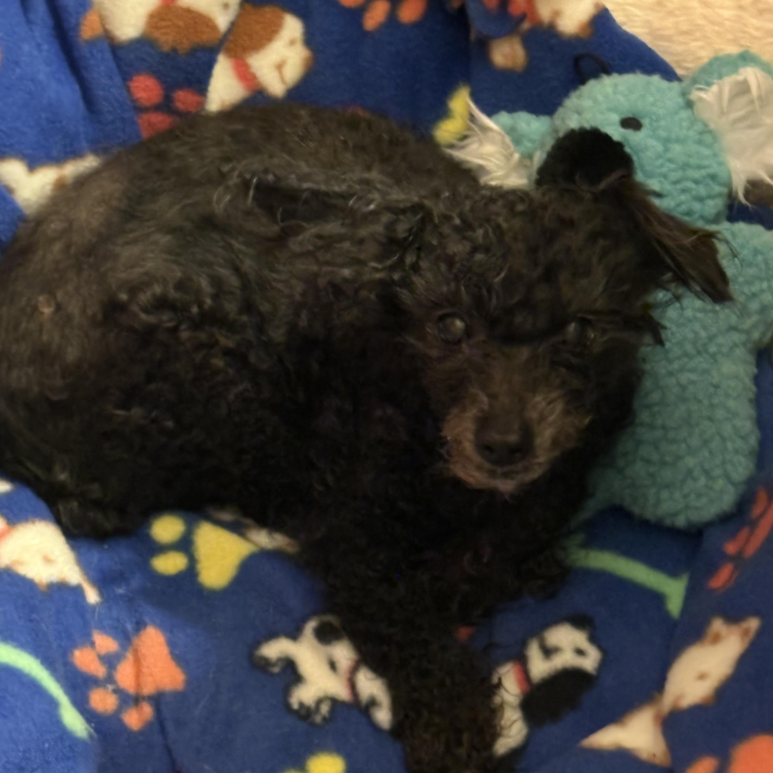 Enlarge Angel, a Adoptable Miniature Poodle in Rockville, MD image 5/5