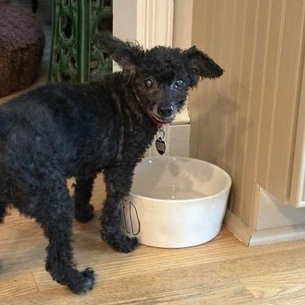 Enlarge Angel, a Adoptable Miniature Poodle in Rockville, MD image 4/5