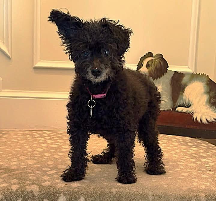 Enlarge Angel, a Adoptable Miniature Poodle in Rockville, MD image 1/6