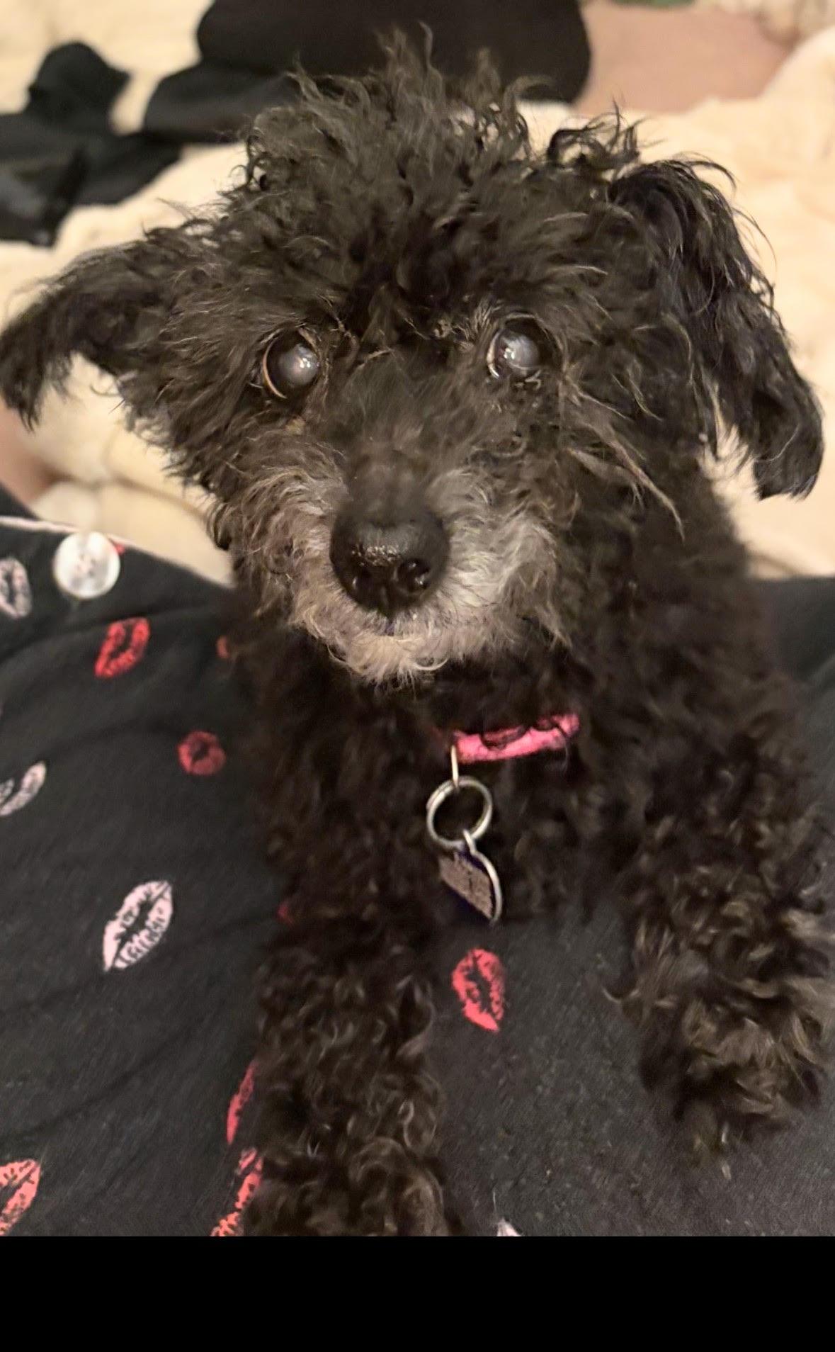 Enlarge Angel, a Adoptable Miniature Poodle in Rockville, MD image 1/6