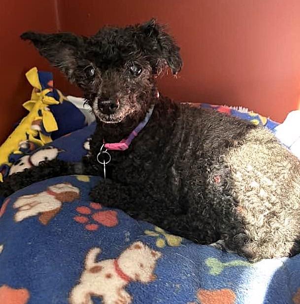 Enlarge Angel, a Adoptable Miniature Poodle in Rockville, MD image 6/6