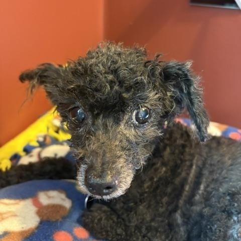 Angel, Adoptable, Senior Female Miniature Poodle.