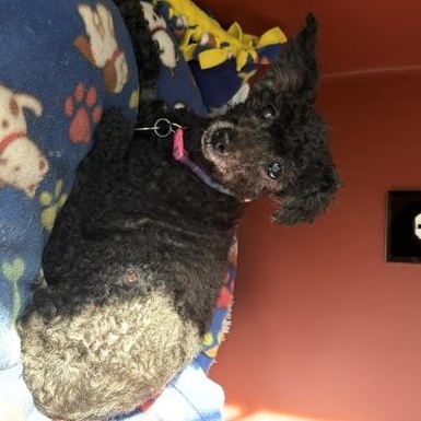 Enlarge Angel, a Adoptable Miniature Poodle in Rockville, MD image 3/5