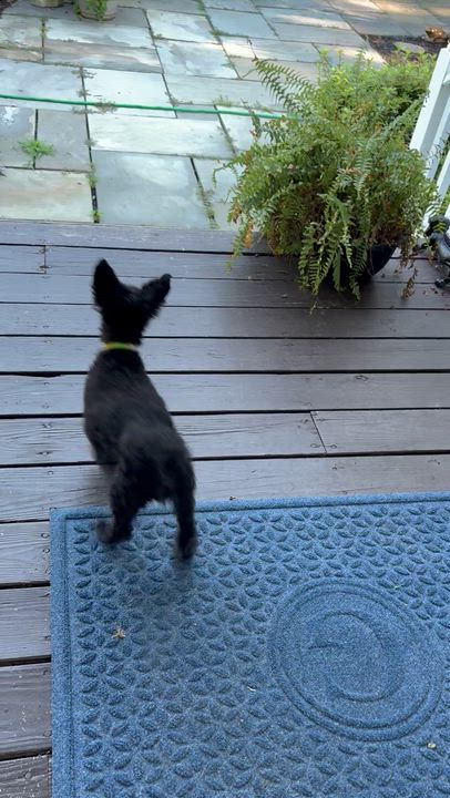 Enlarge Angel, a Adoptable Miniature Poodle in Rockville, MD video 2/5