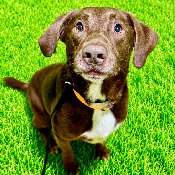 Buck, adopted, Adult Male Chocolate Labrador Retriever.