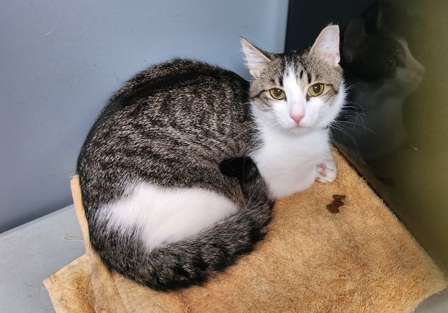 Enlarge Buddy, a Adoptable Domestic Medium Hair in Hampstead, NC image 3/3