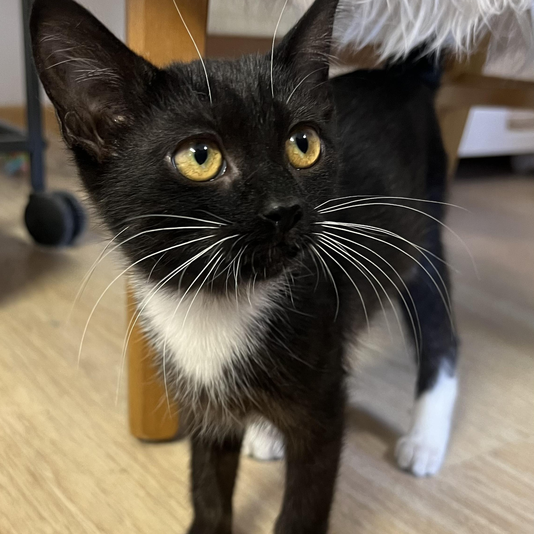 Astra, Adoptable, Kitten Female Tuxedo.