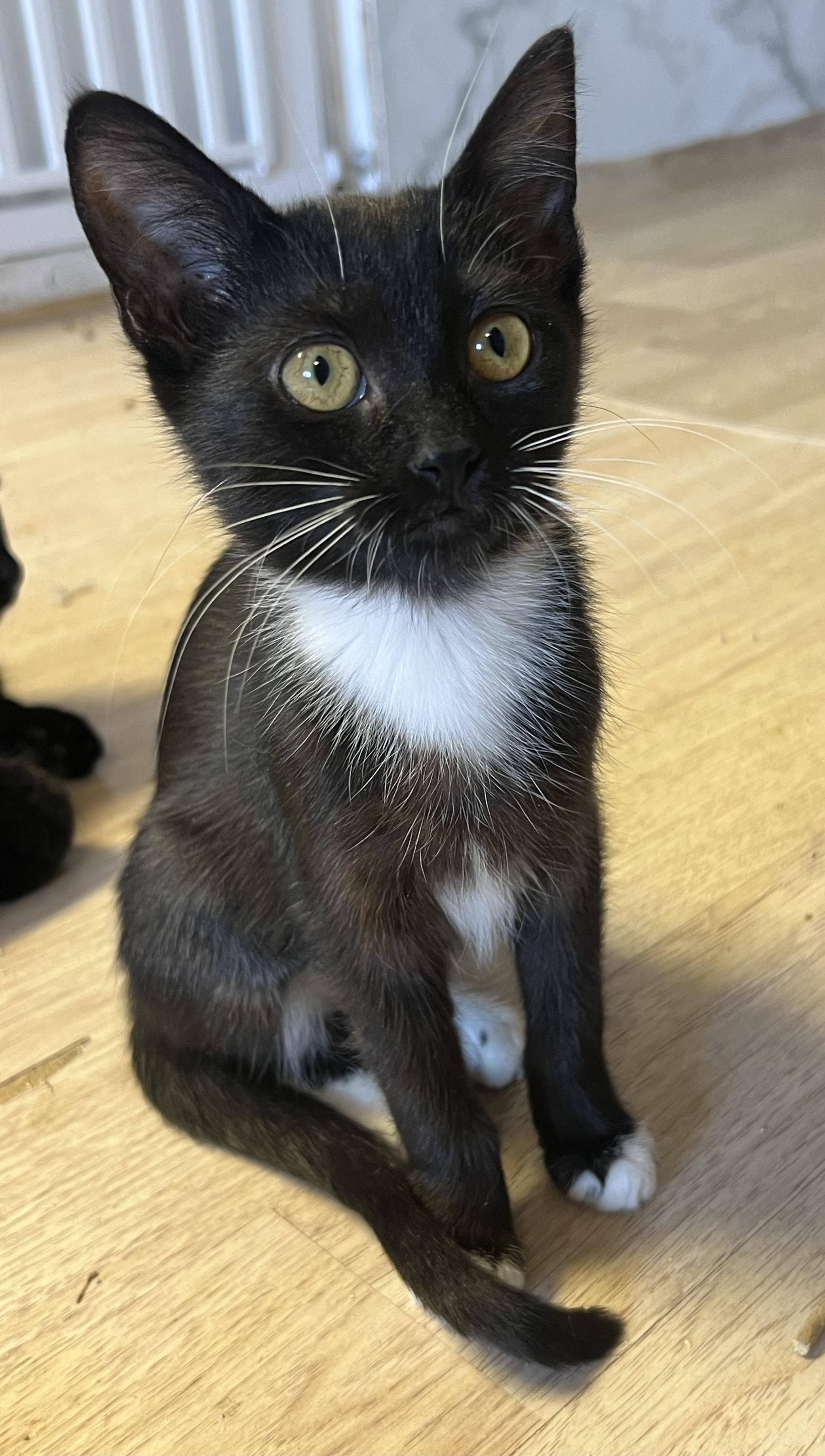 Enlarge Astra, a Adoptable Tuxedo in Mesa, AZ image 2/4