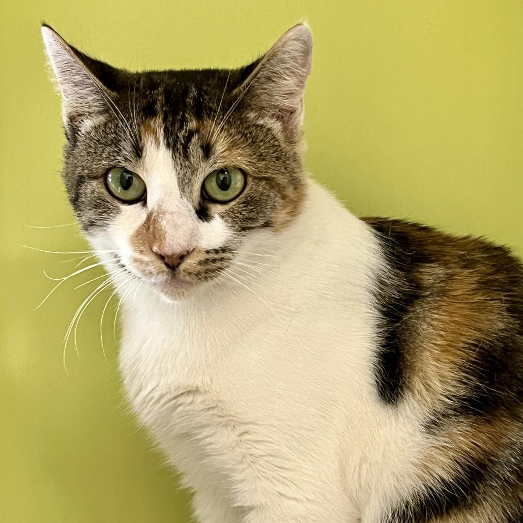 Enlarge Brie, a Adoptable Domestic Short Hair in Temecula, CA image 1/1