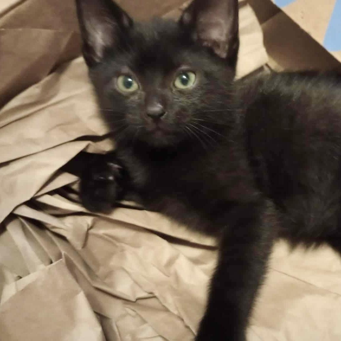 Jupiter, an adoptable Domestic Short Hair in Crookston, MN, 56716 | Photo Image 1