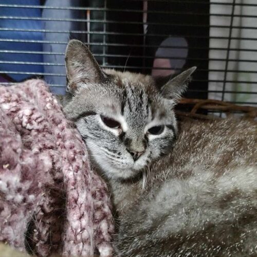 Enlarge Goldie Hawn, a Adoptable Siamese in Tipp City, OH image 7/9