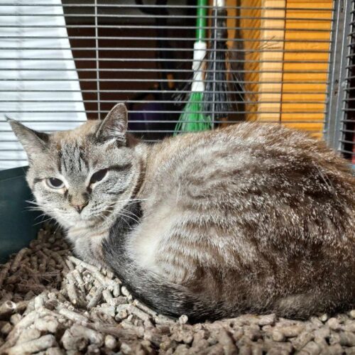 Enlarge Goldie Hawn, a Adoptable Siamese in Tipp City, OH image 8/9