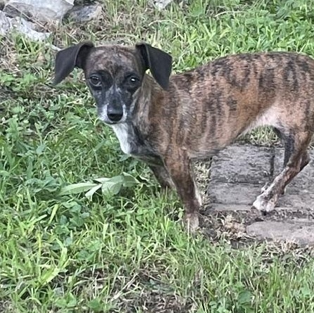 Enlarge Star, a ADOPTABLE mixed breed in Temple, TX image 2/3