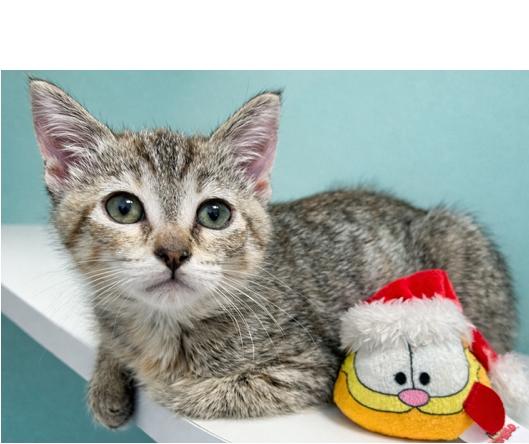 Enlarge Veruca, an adoptable Domestic Short Hair in Lafayette, LA image 2/5