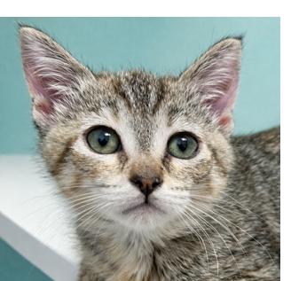 Veruca, Adoptable, Kitten Female Domestic Short Hair.