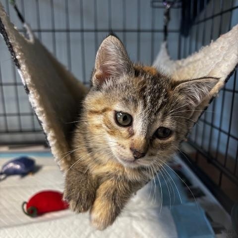 Enlarge Veruca, an adoptable Domestic Short Hair in Lafayette, LA image 3/5