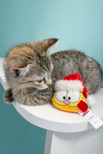 Enlarge Veruca, an adoptable Domestic Short Hair in Lafayette, LA image 4/5