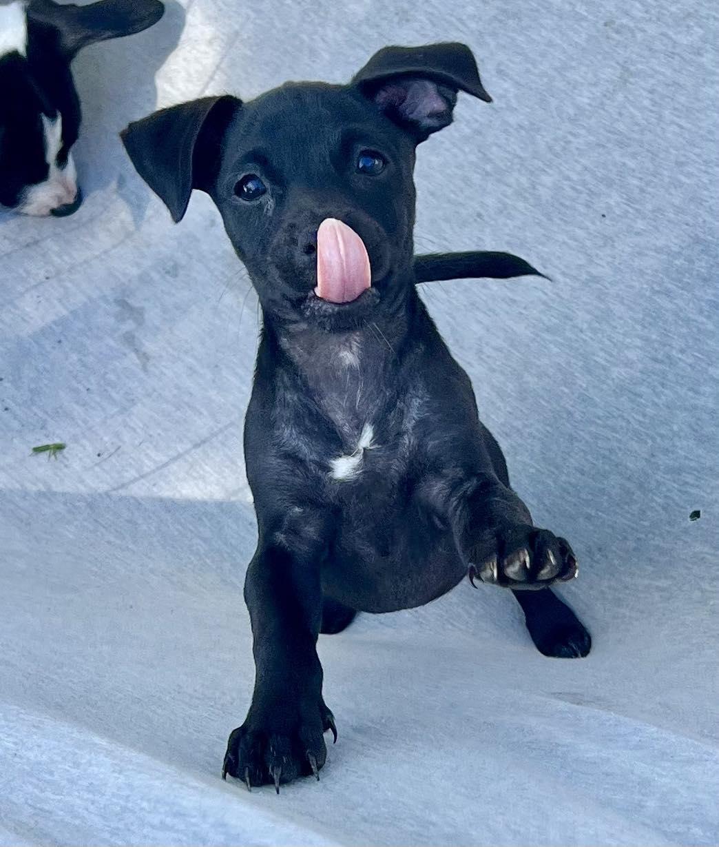 Enlarge Chilli Pup -Coco, a Adoptable mixed breed in Pompano Beach, FL image 1/3