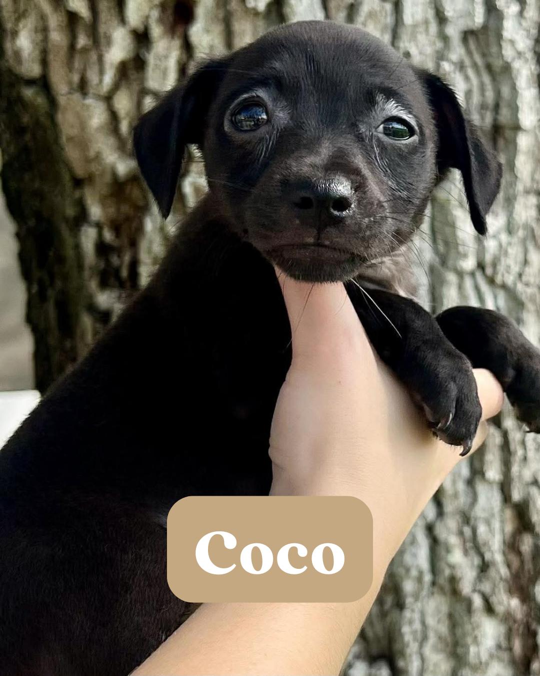 Enlarge Chilli Pup -Coco, a Adoptable mixed breed in Pompano Beach, FL image 2/3