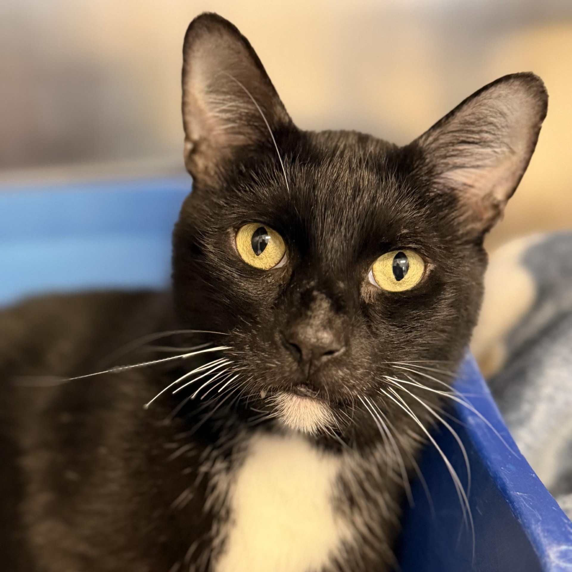 Enlarge Meatball, a Adoptable Domestic Short Hair in Manahawkin, NJ image 1/1