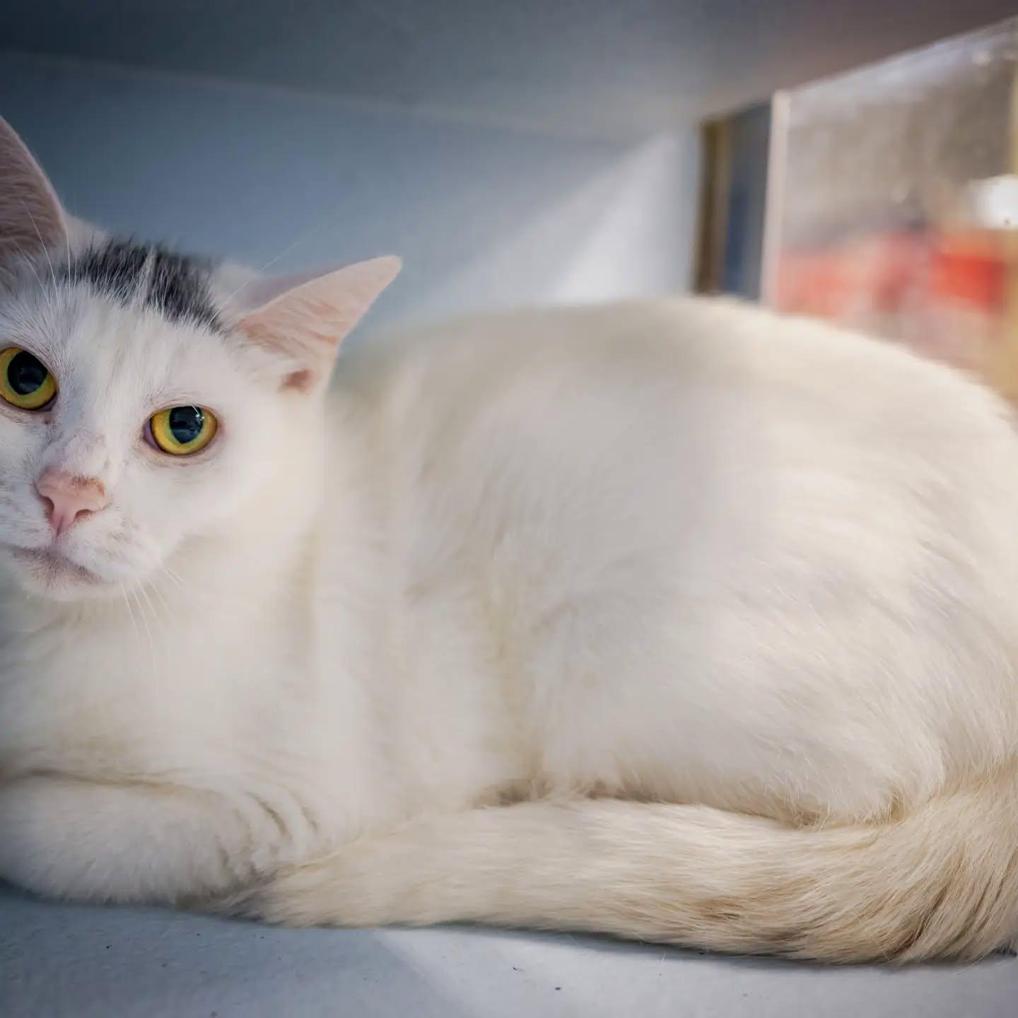 Enlarge Shelly (shy but So sweet), a Adoptable Domestic Short Hair in HANSON, MA image 2/2