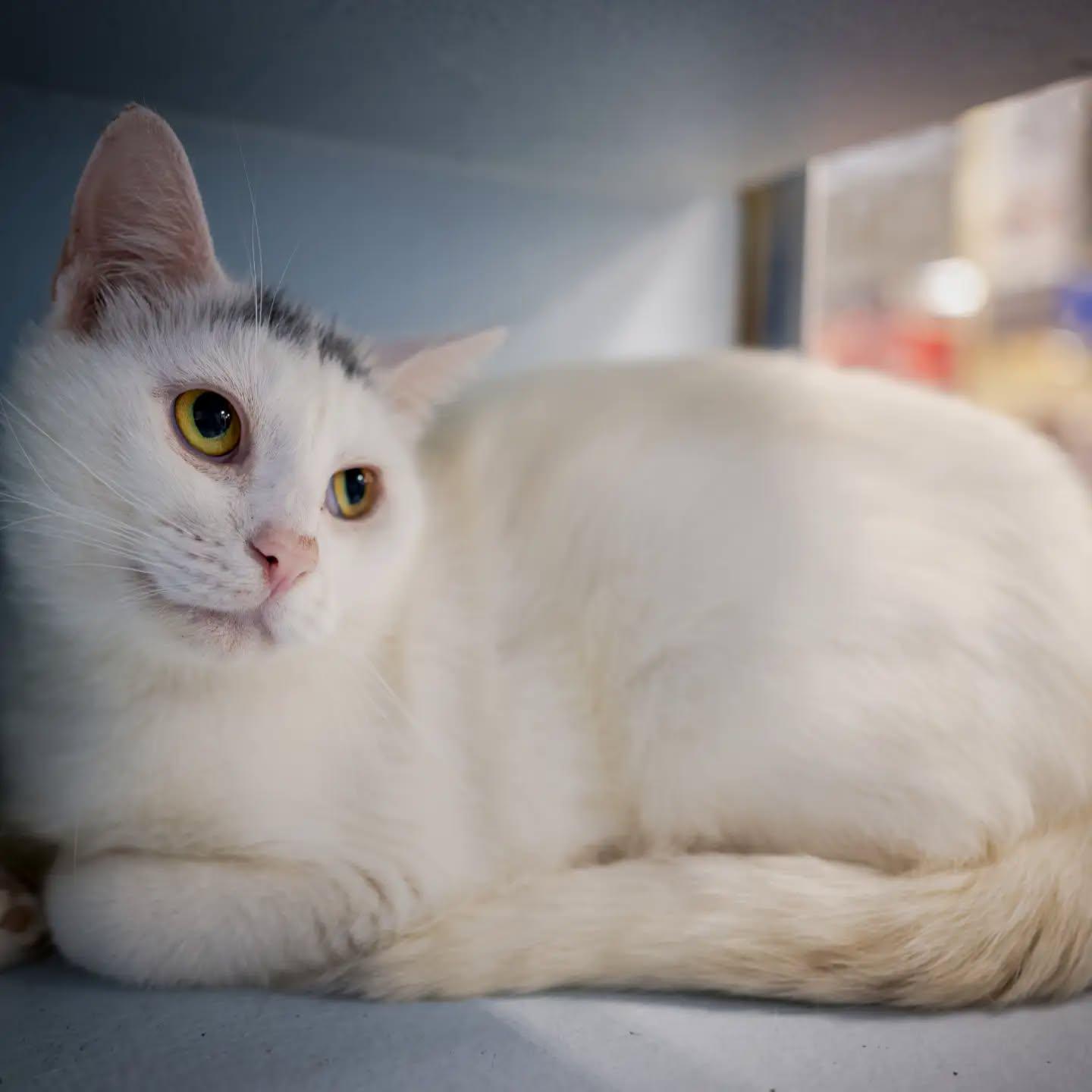 Enlarge Shelly (shy but So sweet), a Adoptable Domestic Short Hair in HANSON, MA image 1/2