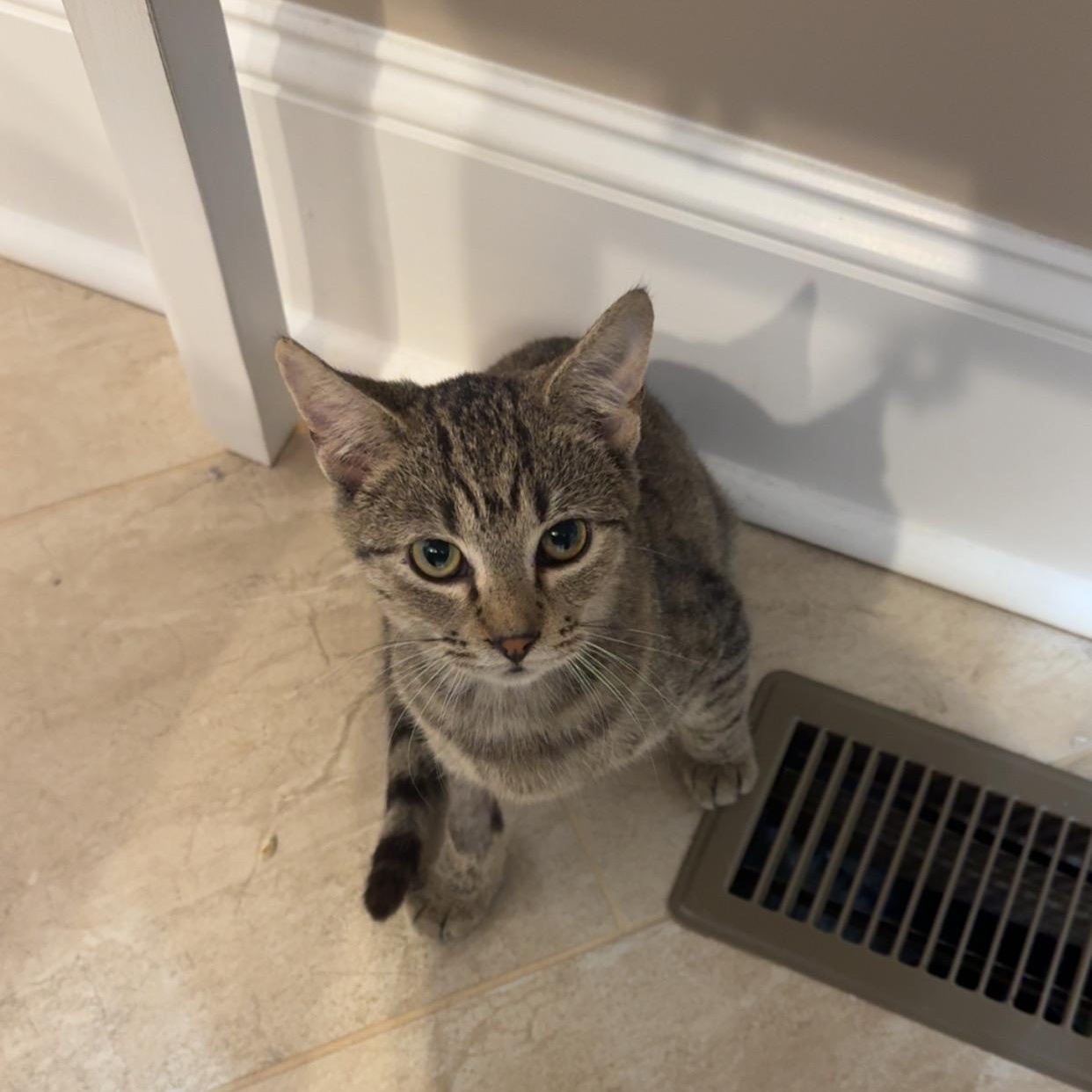 Sunny, Adoptable, Kitten Female Domestic Short Hair.