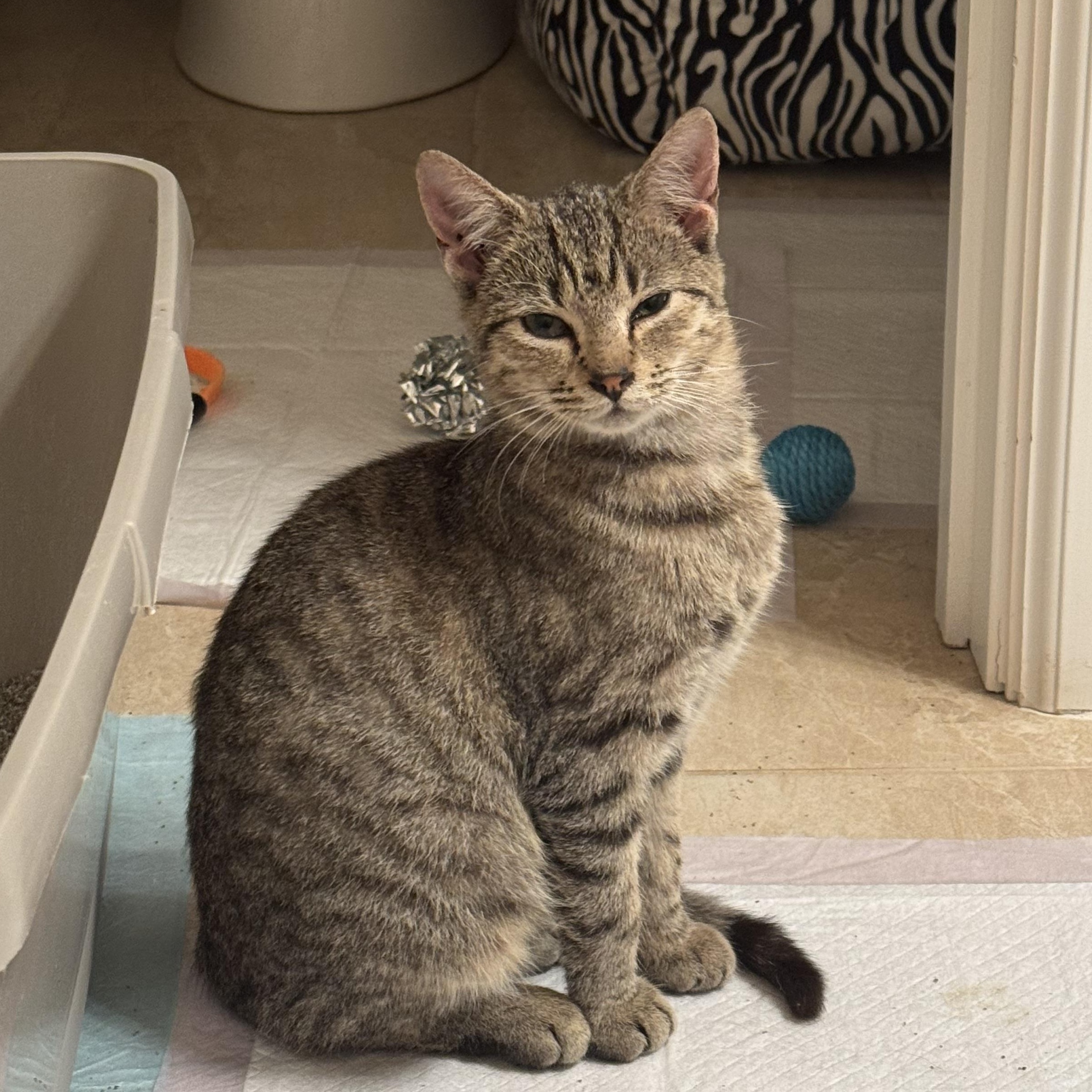 Sunny, Adoptable, Kitten Female Domestic Short Hair.