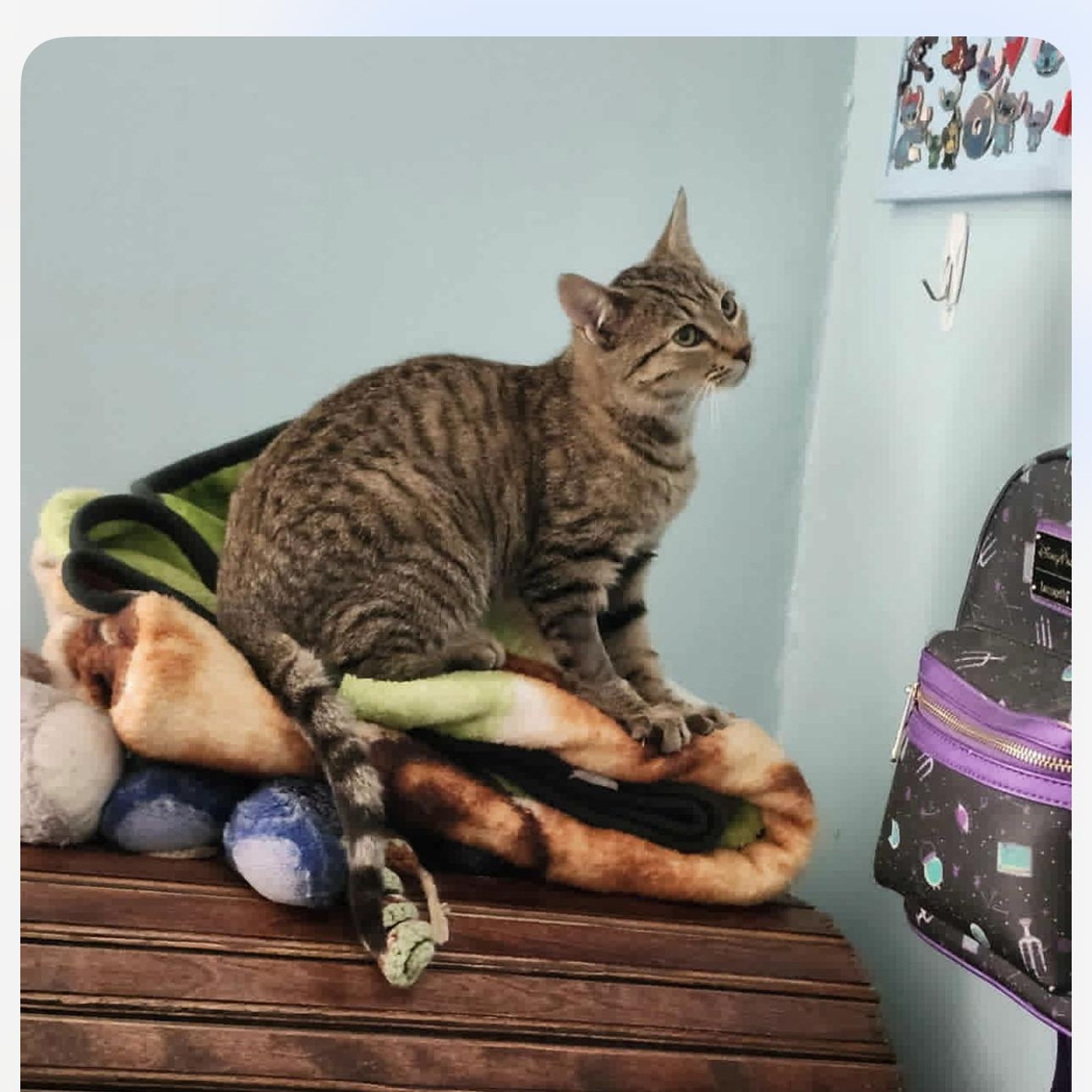 Enlarge Sunny, a Adoptable mixed breed in Lumberton, NC image 3/4