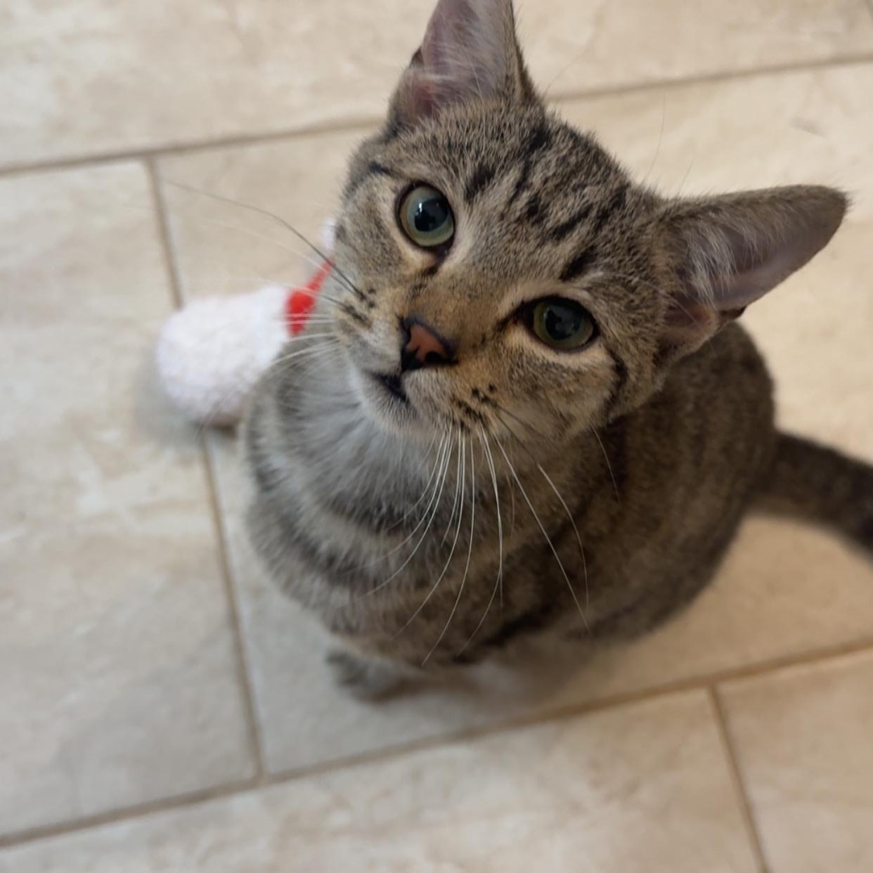 Enlarge Sunny, a Adoptable mixed breed in Lumberton, NC image 4/4