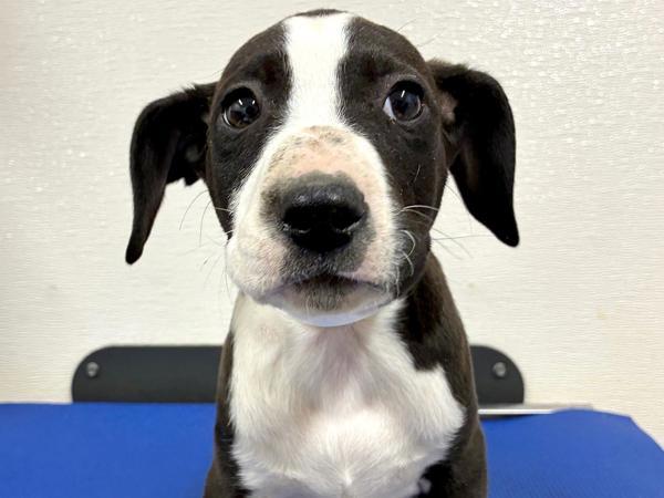 Magnificent — thumbnail 2