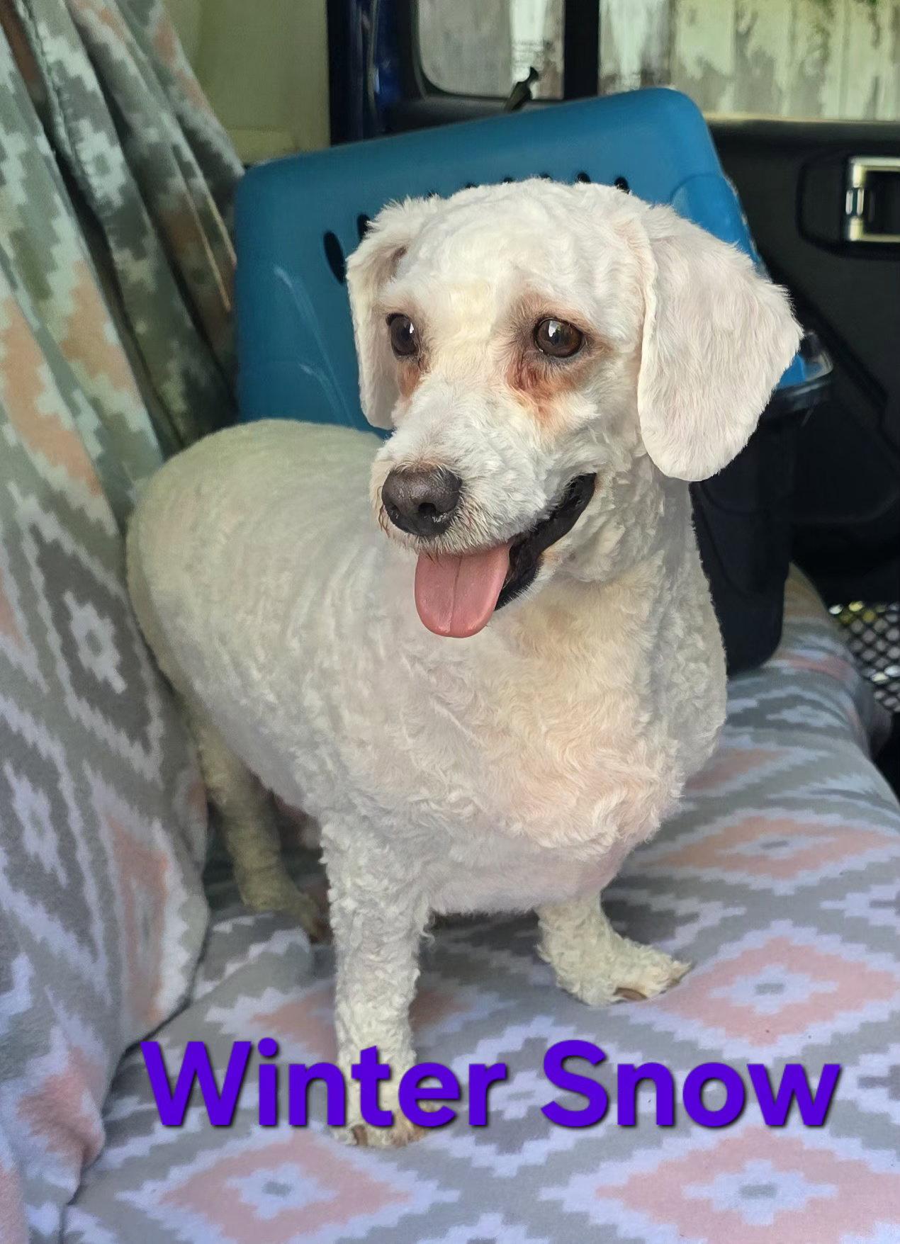 Enlarge Winter Snow, a Adoptable Bichon Frise in Seaford, DE image 1/1