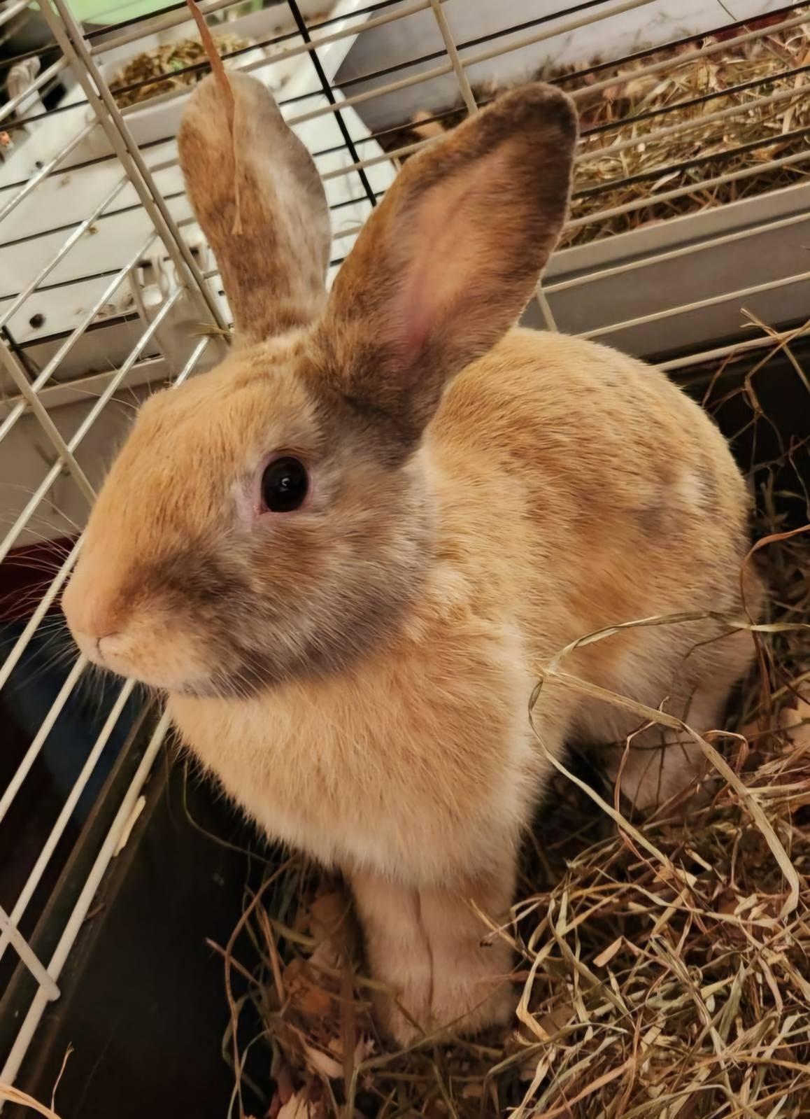 Saffron - Sweet Bunny Boy! photo 1