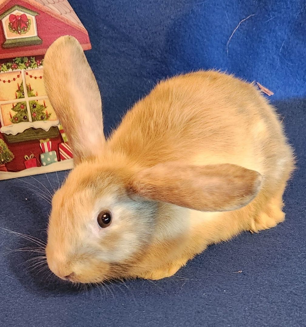 Saffron - Sweet Bunny Boy! photo 2