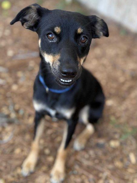 Enlarge Tilly, a Adoptable mixed breed in Willington, CT image 4/6