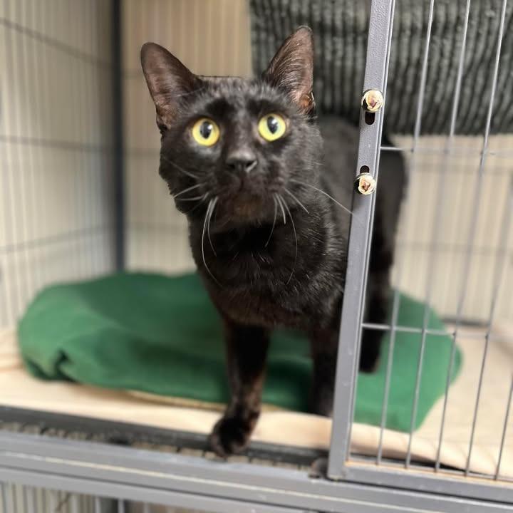 Sirius Black, Adoptable, Young Male Domestic Short Hair.